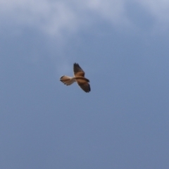 Falco cenchroides at Environa, NSW - 7 Aug 2023