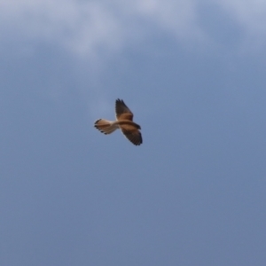 Falco cenchroides at Environa, NSW - 7 Aug 2023 01:05 PM