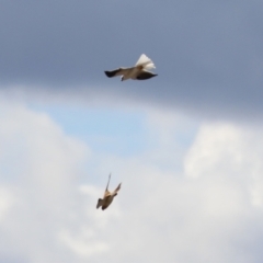 Falco cenchroides at Environa, NSW - 7 Aug 2023