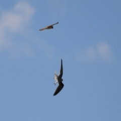 Falco cenchroides at Environa, NSW - 7 Aug 2023 01:05 PM