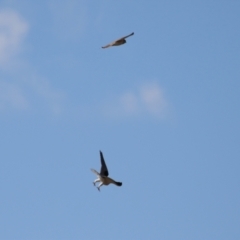 Falco cenchroides at Environa, NSW - 7 Aug 2023 01:05 PM