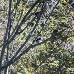 Malurus cyaneus at East Albury, NSW - 7 Aug 2023 01:08 PM