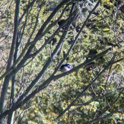 Malurus cyaneus (Superb Fairywren) at East Albury, NSW - 7 Aug 2023 by Darcy