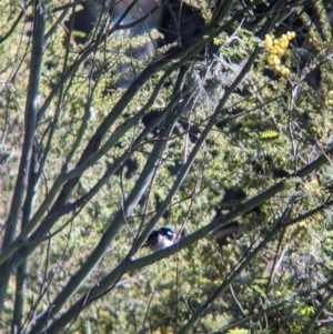 Malurus cyaneus at East Albury, NSW - 7 Aug 2023