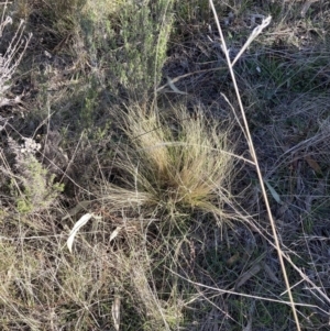 Nassella trichotoma at Watson, ACT - 7 Aug 2023