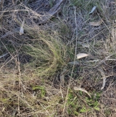 Nassella trichotoma at Watson, ACT - 7 Aug 2023