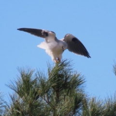 Elanus axillaris (Black-shouldered Kite) at Environa, NSW - 7 Aug 2023 by RodDeb