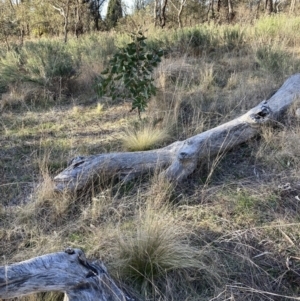 Nassella trichotoma at Watson, ACT - 7 Aug 2023