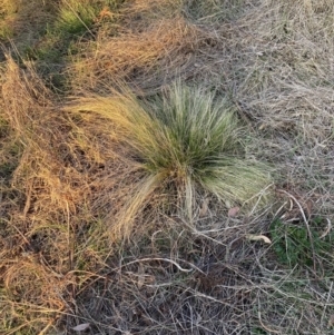 Nassella trichotoma at Watson, ACT - 7 Aug 2023