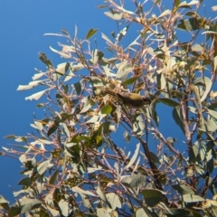 Melithreptus brevirostris (Brown-headed Honeyeater) at Albury - 7 Aug 2023 by Darcy