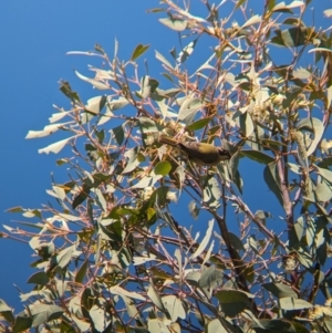 Melithreptus brevirostris at East Albury, NSW - 7 Aug 2023