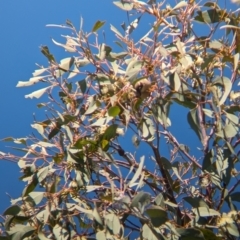 Melithreptus brevirostris at East Albury, NSW - 7 Aug 2023