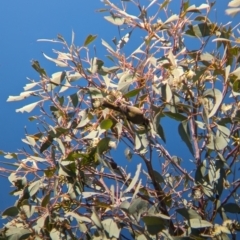 Melithreptus brevirostris at East Albury, NSW - 7 Aug 2023