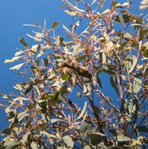 Melithreptus brevirostris at East Albury, NSW - 7 Aug 2023