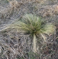 Nassella trichotoma at Watson, ACT - 7 Aug 2023