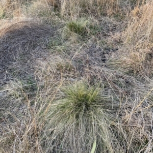 Nassella trichotoma at Watson, ACT - 7 Aug 2023