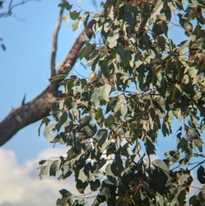 Pardalotus striatus at East Albury, NSW - 7 Aug 2023