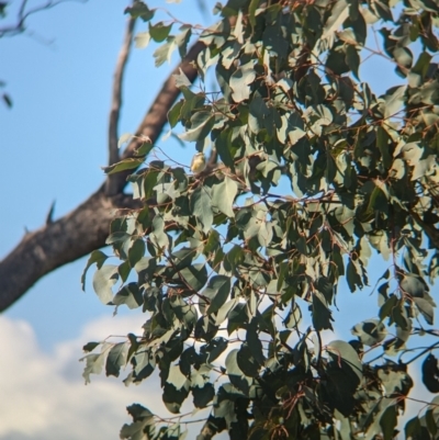 Pardalotus striatus (Striated Pardalote) at Albury - 7 Aug 2023 by Darcy