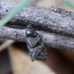 Rupicolana orthias (A tortrix or leafroller moth) at Moruya, NSW - 7 Aug 2023 by LisaH