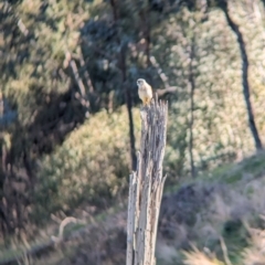 Falco cenchroides (Nankeen Kestrel) at Eastern Hill Reserve - 7 Aug 2023 by Darcy