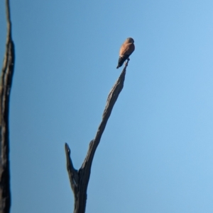 Falco cenchroides at East Albury, NSW - 7 Aug 2023 01:20 PM