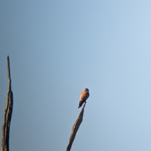 Falco cenchroides at East Albury, NSW - 7 Aug 2023