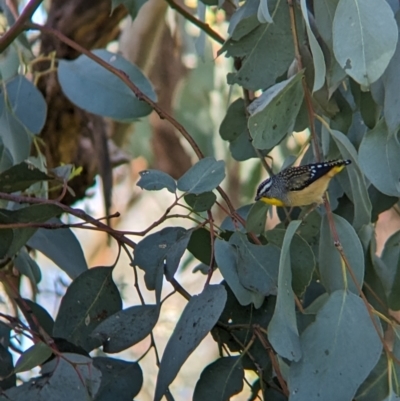 Pardalotus punctatus (Spotted Pardalote) at Eastern Hill Reserve - 7 Aug 2023 by Darcy