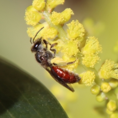 Lasioglossum (Parasphecodes) sp. (genus & subgenus) (Halictid bee) at Moruya, NSW - 7 Aug 2023 by LisaH