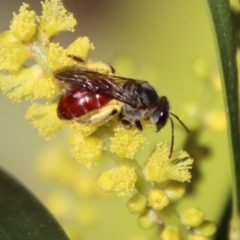 Lasioglossum (Parasphecodes) sp. (genus & subgenus) at Moruya, NSW - suppressed