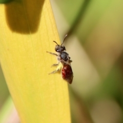 Lasioglossum (Parasphecodes) sp. (genus & subgenus) at Moruya, NSW - suppressed