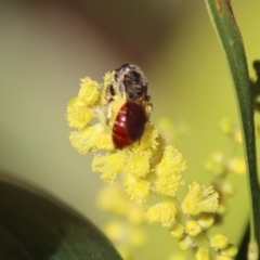 Lasioglossum (Parasphecodes) sp. (genus & subgenus) at Moruya, NSW - 7 Aug 2023