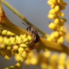 Leioproctus sp. (genus) (A plaster bee) at Moruya, NSW - 7 Aug 2023 by LisaH