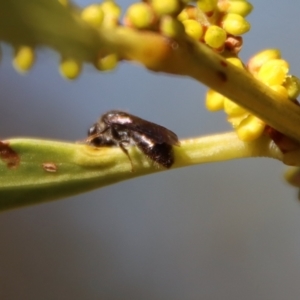 Leioproctus sp. (genus) at Moruya, NSW - suppressed