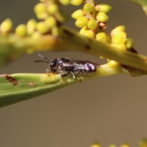 Leioproctus sp. (genus) at Moruya, NSW - suppressed