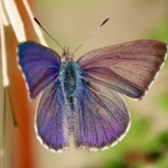 Erina hyacinthina (Varied Dusky-blue) at Moruya, NSW - 7 Aug 2023 by LisaH