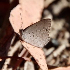 Erina hyacinthina at Moruya, NSW - suppressed