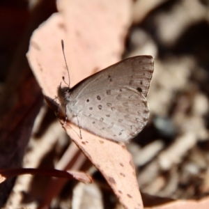 Erina hyacinthina at Moruya, NSW - suppressed