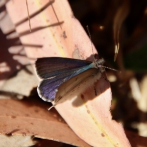 Erina hyacinthina at Moruya, NSW - suppressed