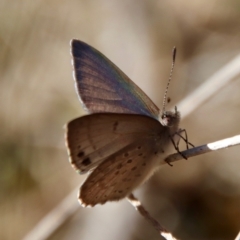 Erina hyacinthina at Moruya, NSW - suppressed