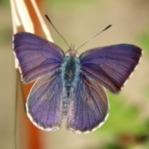 Erina hyacinthina at Moruya, NSW - suppressed