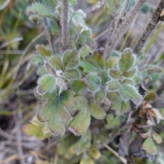 Xanthosia pilosa (Woolly Xanthosia) at Palerang, NSW - 17 May 2023 by RobG1