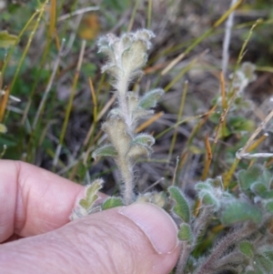 Xanthosia pilosa at Palerang, NSW - 17 May 2023