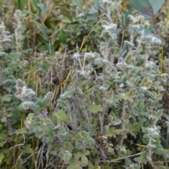 Xanthosia pilosa at Palerang, NSW - 17 May 2023