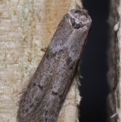 Blastobasis tarda (Gelechioidea) at Wellington Point, QLD - 5 Aug 2023 by TimL