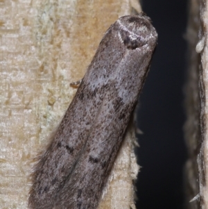 Blastobasis tarda at Wellington Point, QLD - suppressed