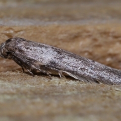 Blastobasis tarda at Wellington Point, QLD - suppressed