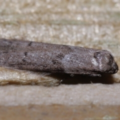 Blastobasis tarda at Wellington Point, QLD - suppressed