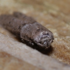 Blastobasis tarda at Wellington Point, QLD - suppressed