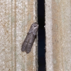 Blastobasis tarda at Wellington Point, QLD - suppressed