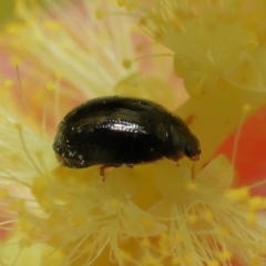 Unidentified Beetle (Coleoptera) at Wellington Point, QLD - 5 Aug 2023 by TimL